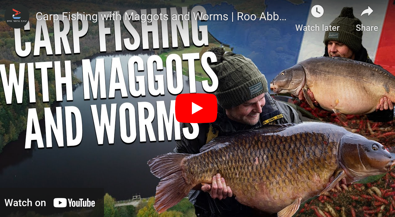 Karpfenfischen mit Maden und Würmern | Roo Abbott | Französisches Karp ... Karpfenfischen mit Maden und Würmern | Roo Abbott | Französisches Karp ...