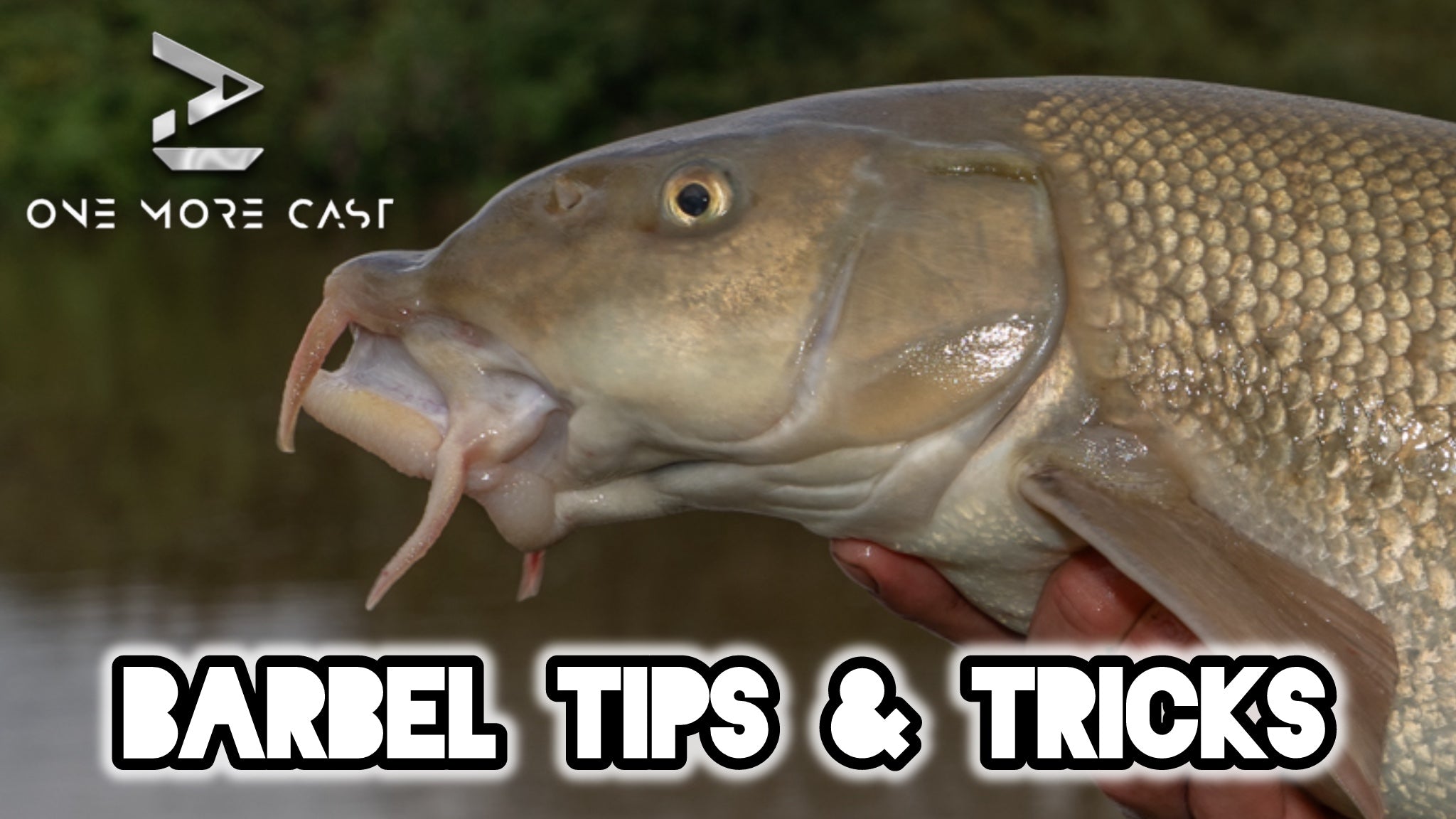 The One More Cast Guide to Barbel Fishing