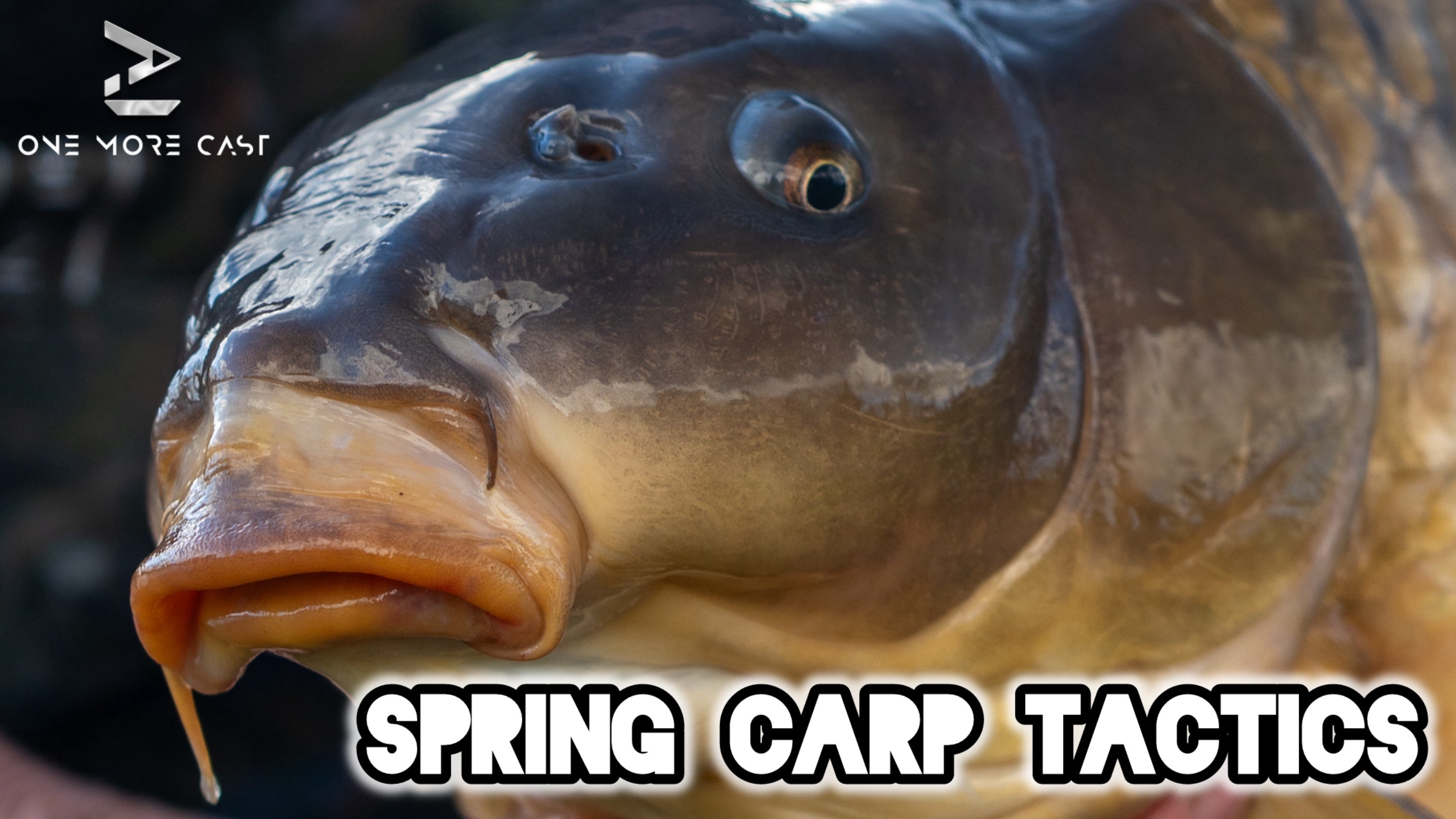 Spring Carp Fishing Tips