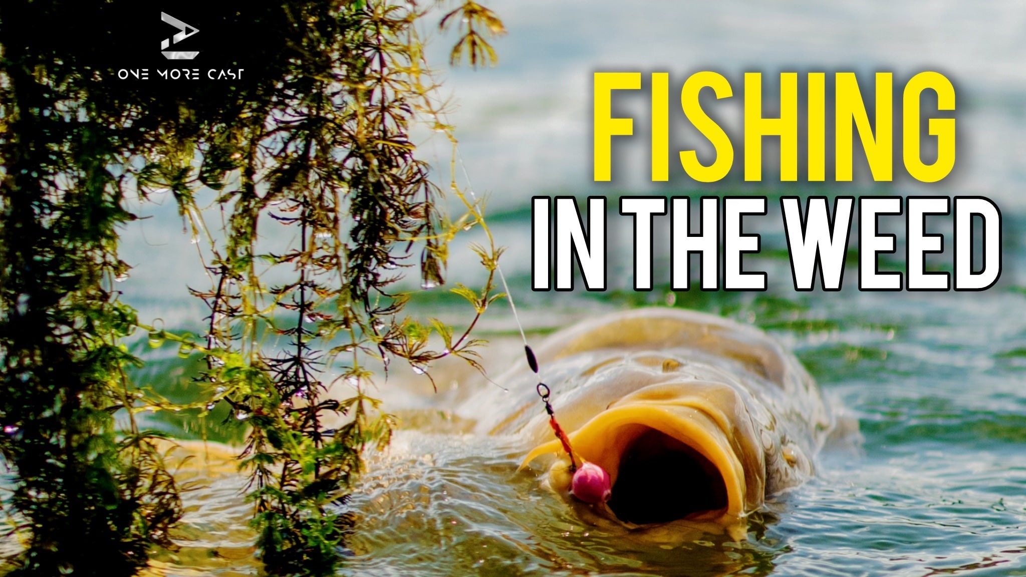 carp fishing weedy lakes