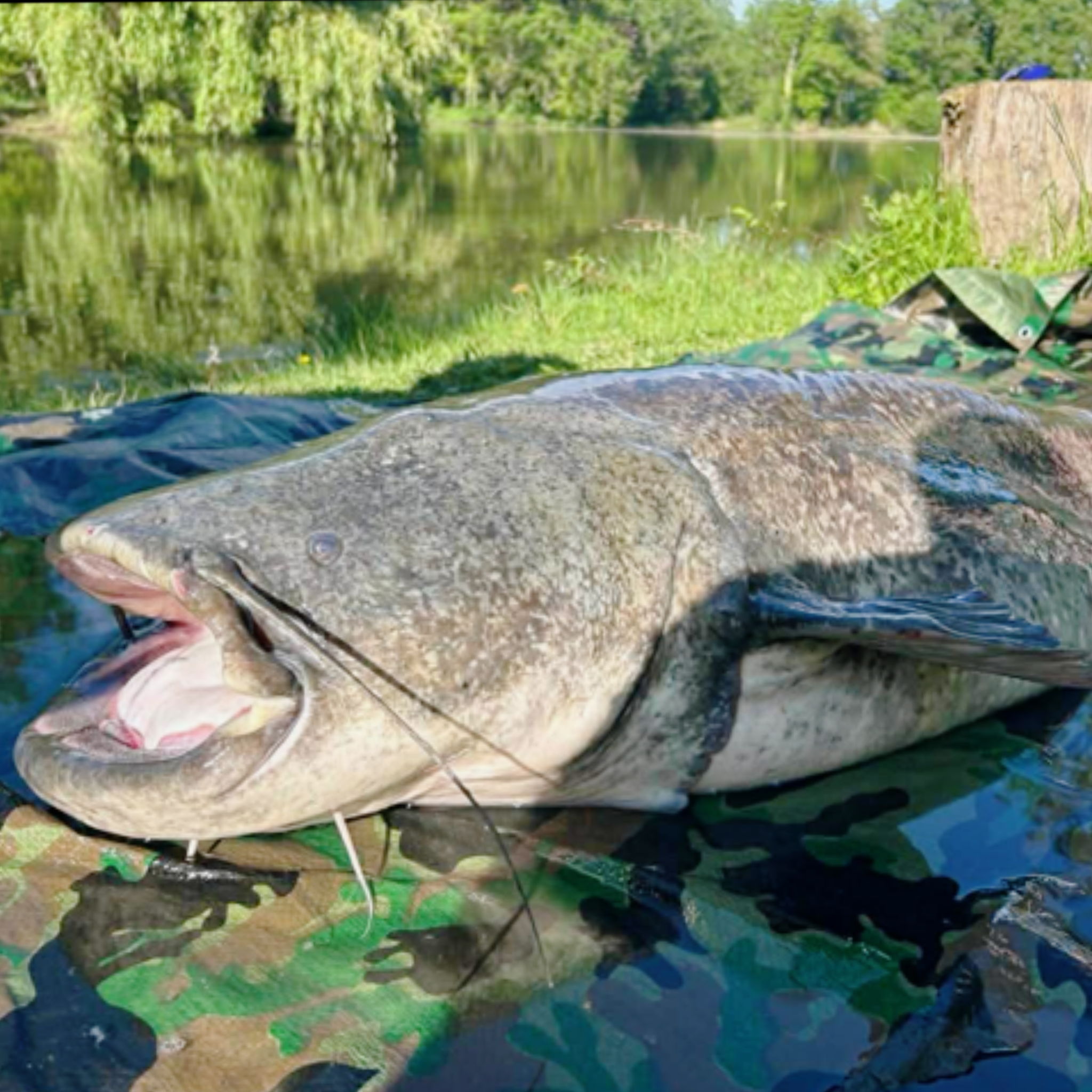 monster catfish 125lb