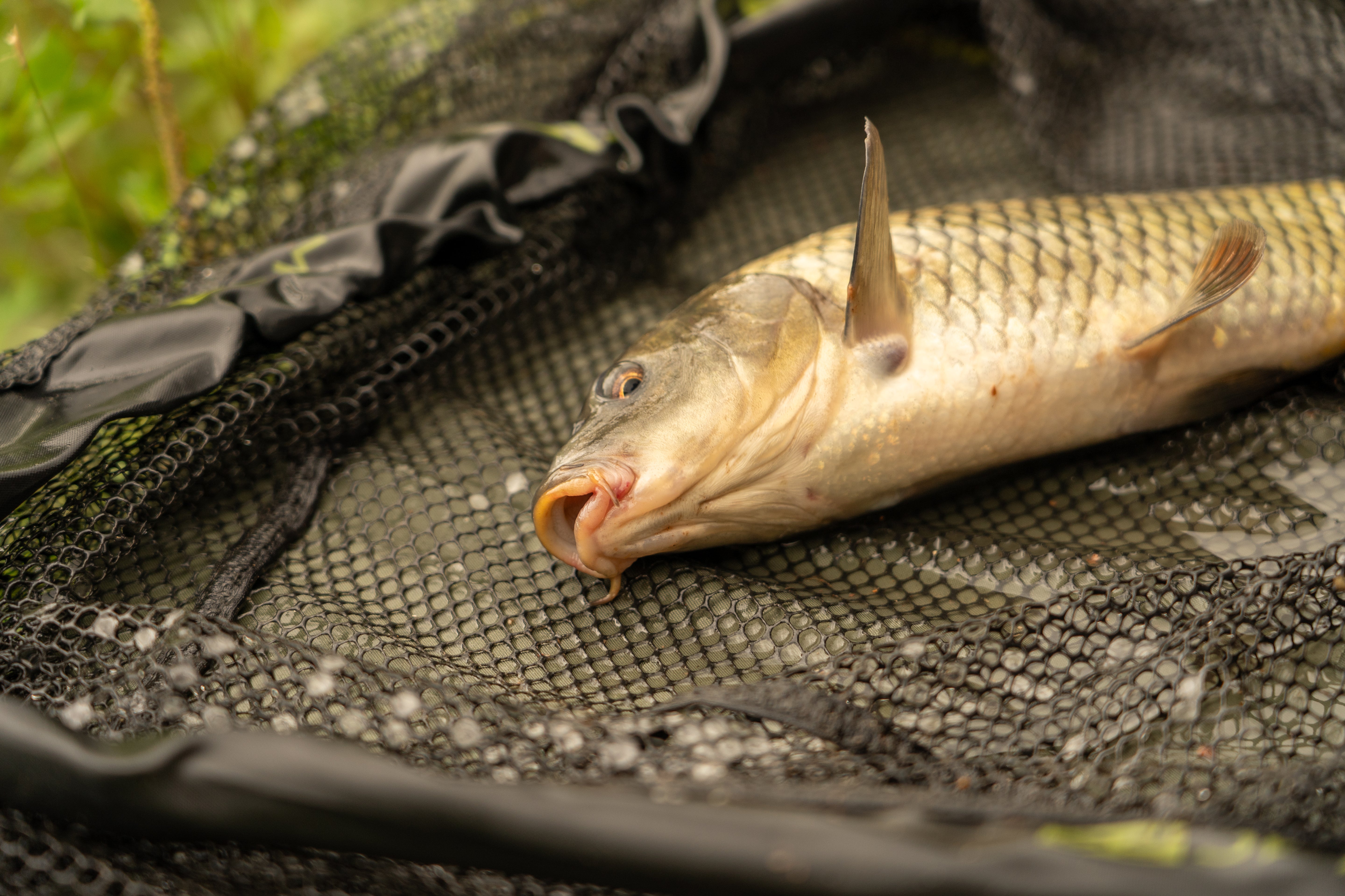 OMC FC One More Cast Feeder Fishing Bundle First Cast Combo Mat Net Tackle Box