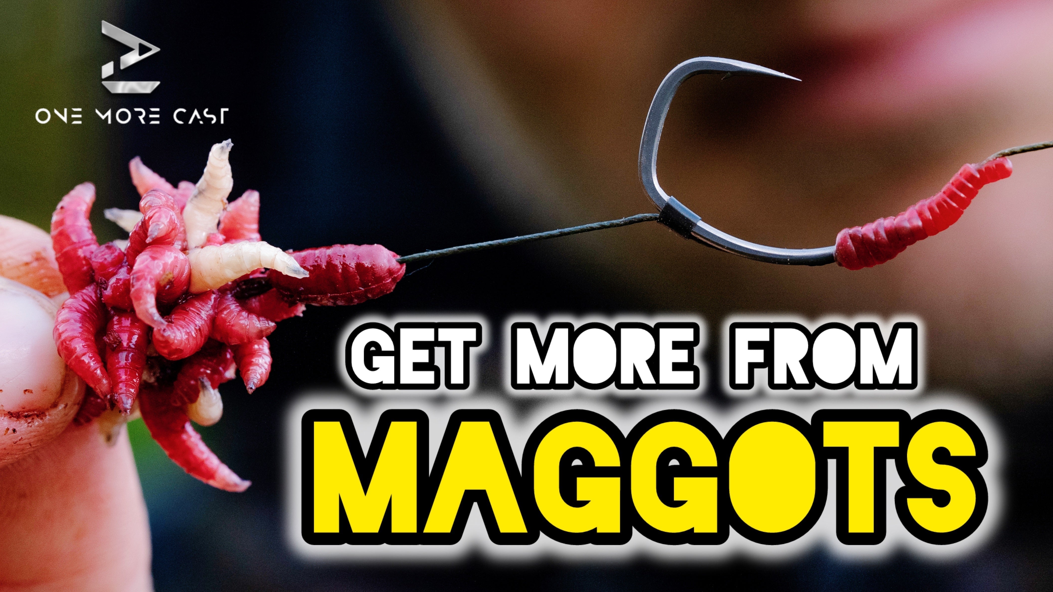 maggot carp fishing