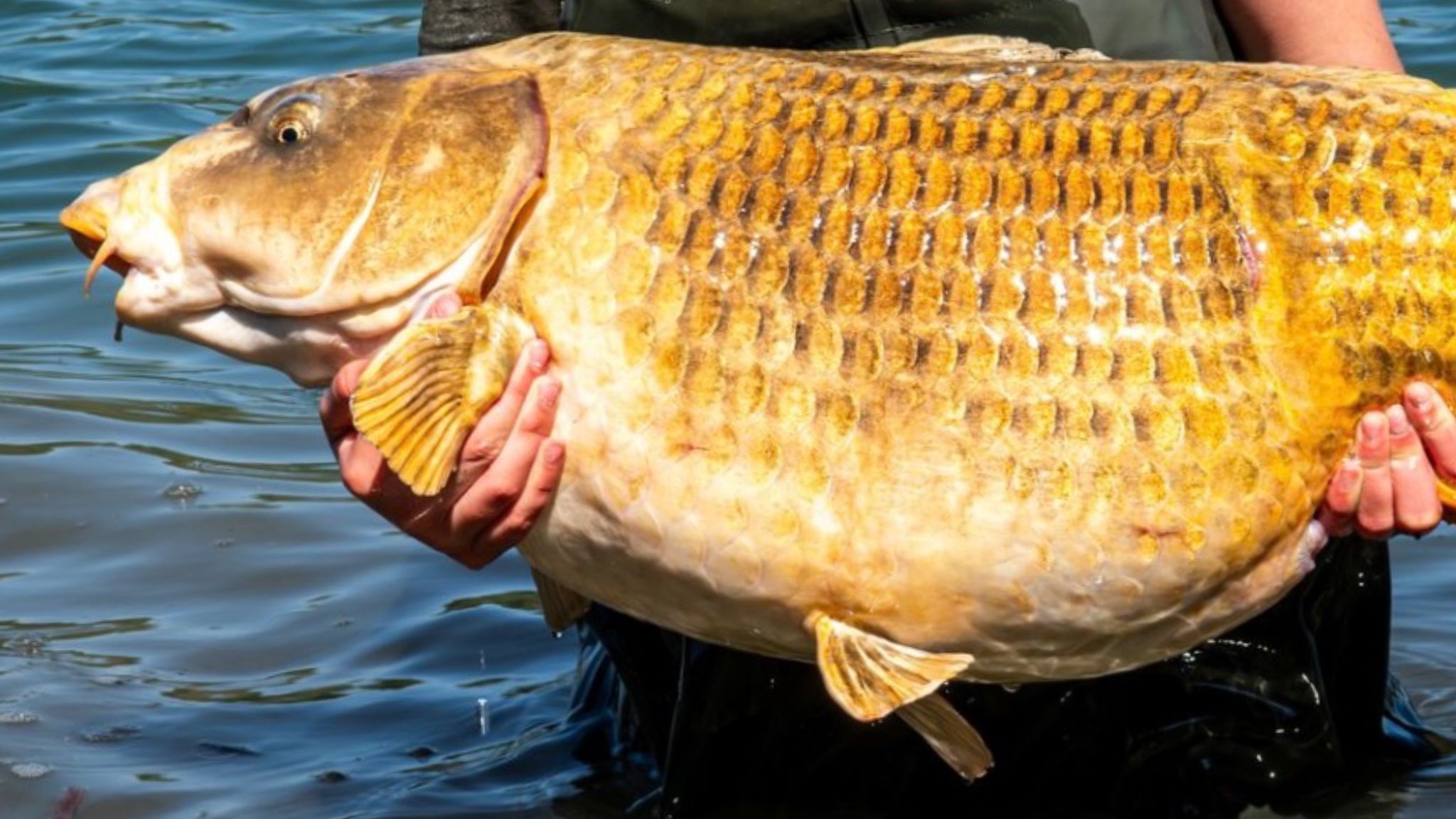Brasenose Lake Record Ghost Carp