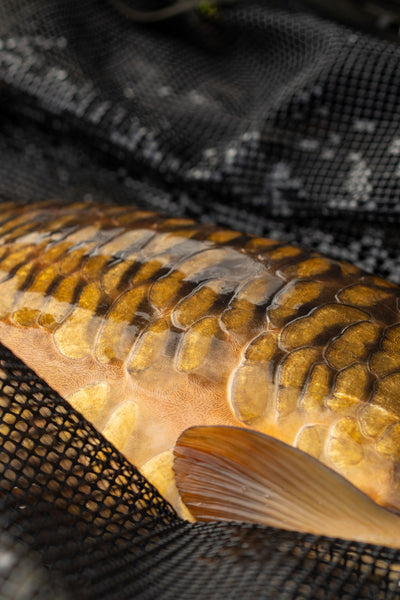 OMC HEIST PB  CARP SLING RETENTION WEIGH 